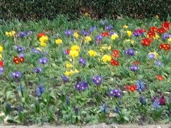 Flowers in Bushy Park.jpg