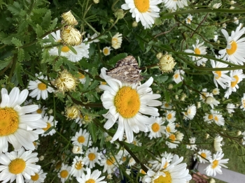 IMG_1365.jpeg