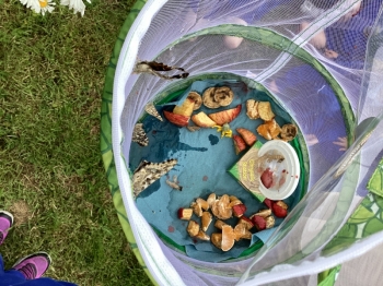 The Butterfly Lifecycle